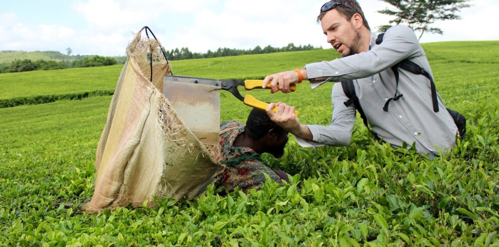 satemwa-tea-picking-simon-malawi