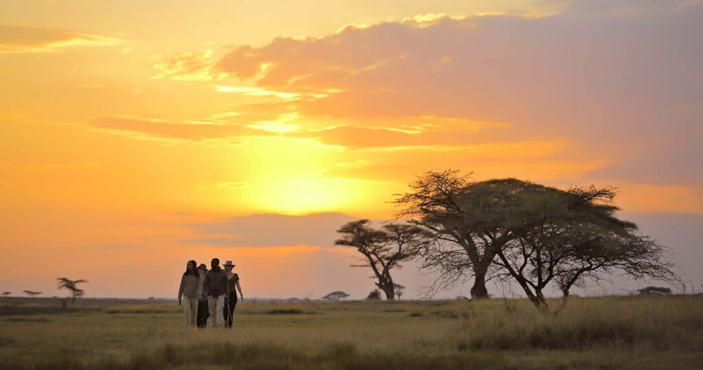 Experience the Serengeti National Park: Tanzania’s Iconic Safari Destination